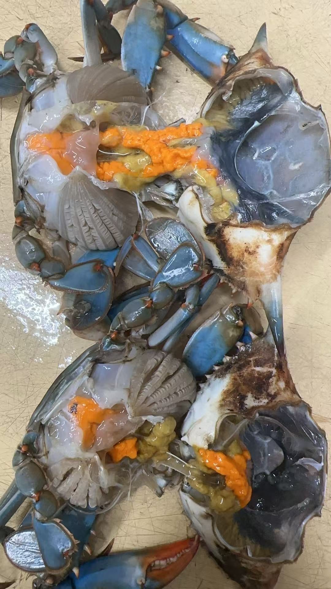Female Blue Crabs (with eggs 😋)