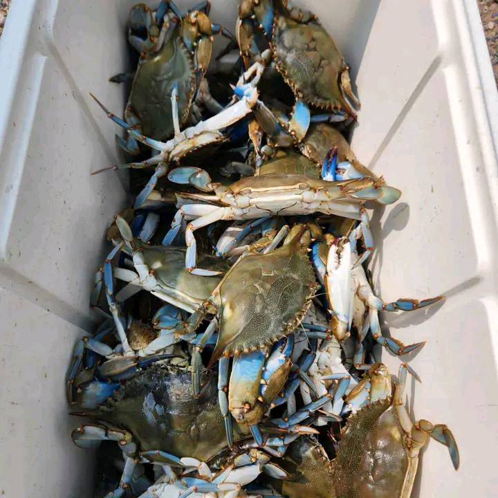 Female Blue Crabs (with eggs 😋)