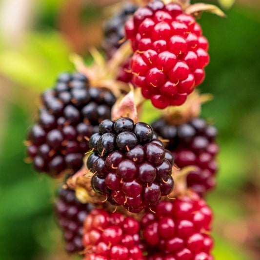 Boysenberry Jam – 18 oz (All Natural, Small Batch Fruit Spread)